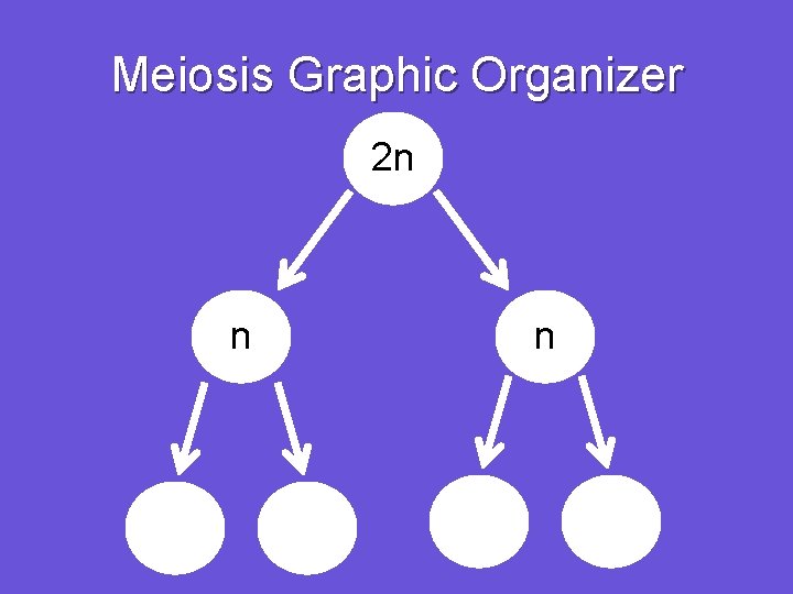 Meiosis Graphic Organizer 2 n n n 