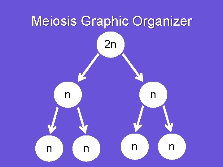 Meiosis Graphic Organizer 2 n n n n 