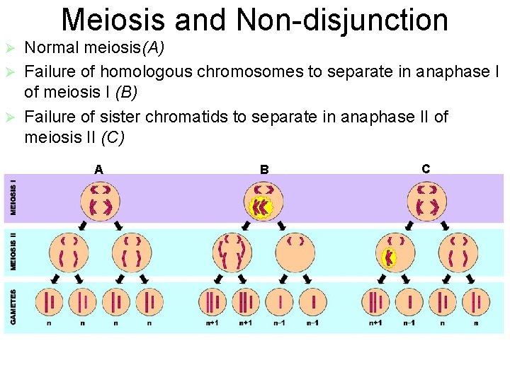 Meiosis and Non-disjunction Normal meiosis(A) Ø Failure of homologous chromosomes to separate in anaphase