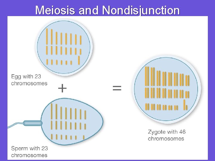 Meiosis and Nondisjunction 