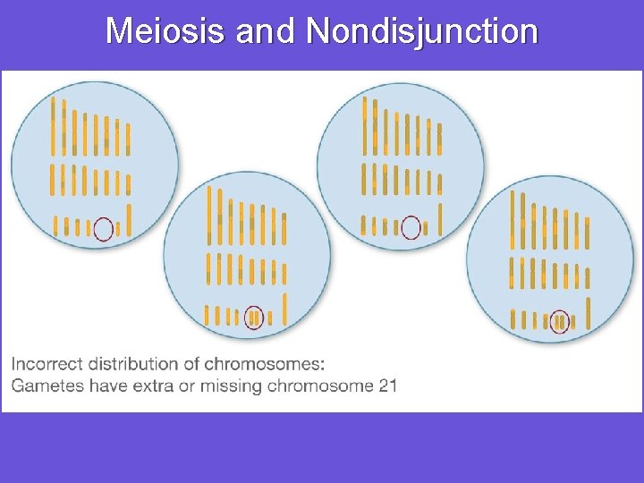 Meiosis and Nondisjunction 