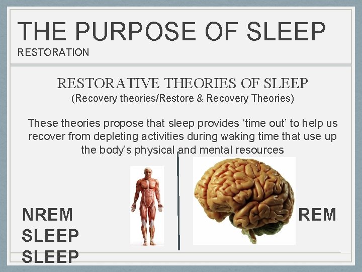 THE PURPOSE OF SLEEP RESTORATION RESTORATIVE THEORIES OF SLEEP (Recovery theories/Restore & Recovery Theories)