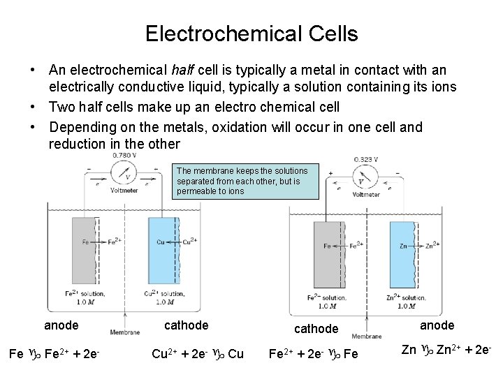 Electrochemical Cells • An electrochemical half cell is typically a metal in contact with