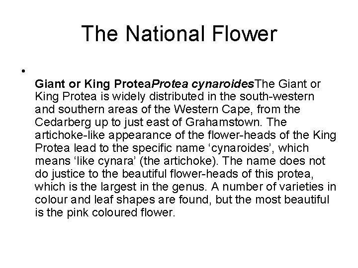 The National Flower • Giant or King Protea cynaroides. The Giant or King Protea