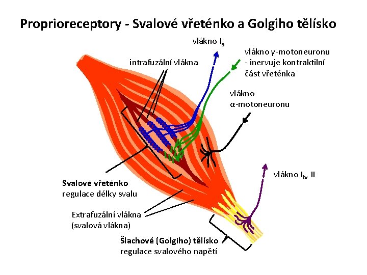 Proprioreceptory - Svalové vřeténko a Golgiho tělísko vlákno Ia intrafuzální vlákna vlákno γ-motoneuronu -