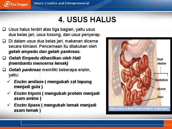 4. USUS HALUS q Usus halus terdiri atas tiga bagian, yaitu usus dua belas