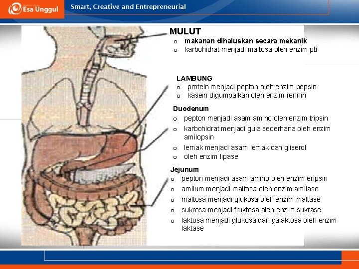 MULUT o makanan dihaluskan secara mekanik o karbohidrat menjadi maltosa oleh enzim ptialin LAMBUNG