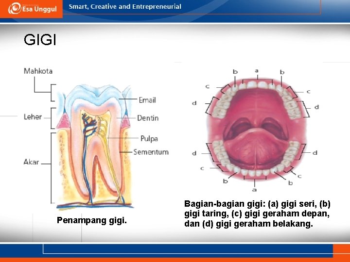 GIGI Gigi Penampang gigi. Bagian-bagian gigi: (a) gigi seri, (b) gigi taring, (c) gigi