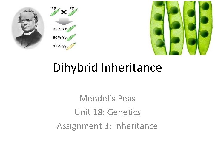 Dihybrid Inheritance Mendel’s Peas Unit 18: Genetics Assignment 3: Inheritance 