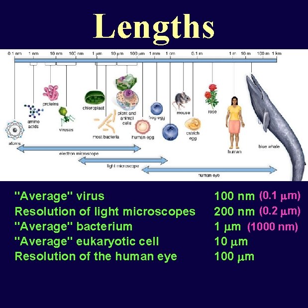 Metric System Basic Units Length Meters Volume Liters