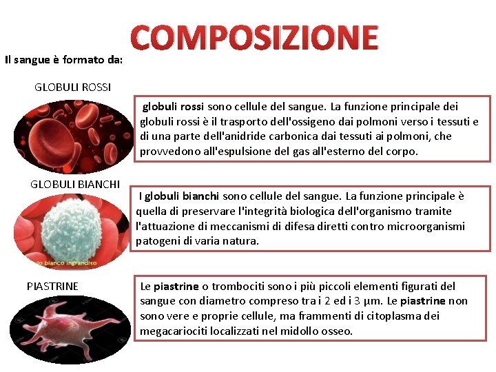 Il sangue è formato da: COMPOSIZIONE GLOBULI ROSSI globuli rossi sono cellule del sangue.