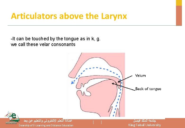 Articulators above the Larynx -It can be touched by the tongue as in k,