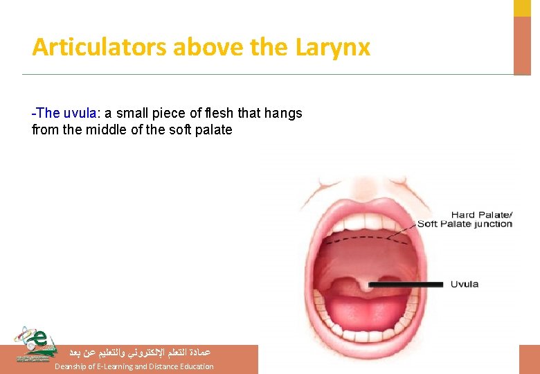 Articulators above the Larynx -The uvula: a small piece of flesh that hangs from