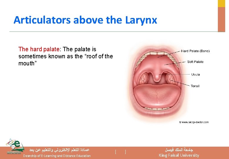 Articulators above the Larynx The hard palate: The palate is sometimes known as the