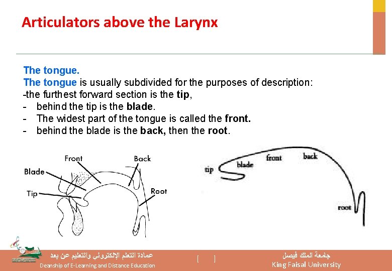 Articulators above the Larynx The tongue is usually subdivided for the purposes of description: