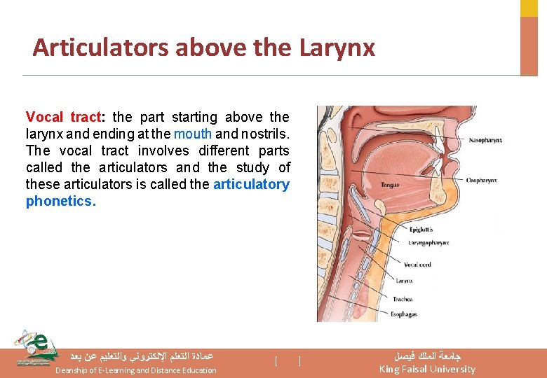 Articulators above the Larynx Vocal tract: the part starting above the larynx and ending