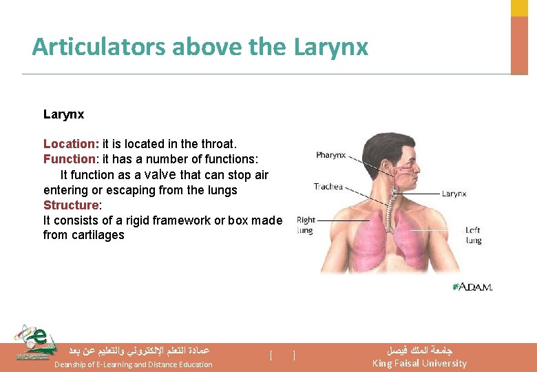 Articulators above the Larynx Location: it is located in the throat. Function: it has