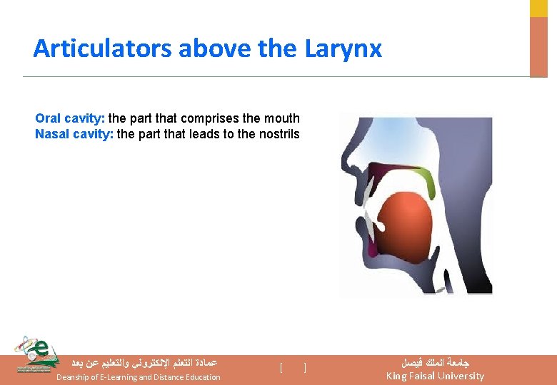 Articulators above the Larynx Oral cavity: the part that comprises the mouth Nasal cavity: