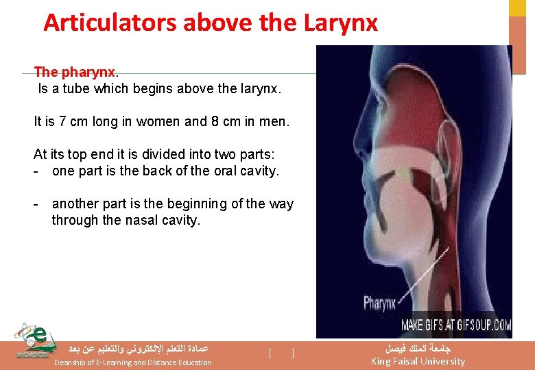 Articulators above the Larynx The pharynx. Is a tube which begins above the larynx.