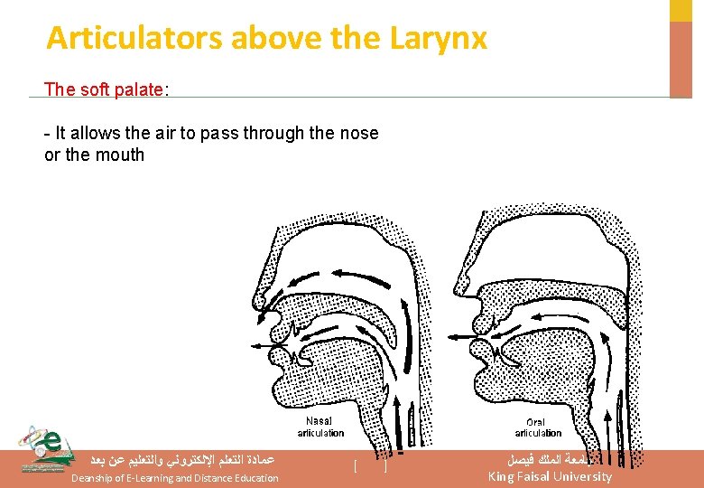 Articulators above the Larynx The soft palate: - It allows the air to pass