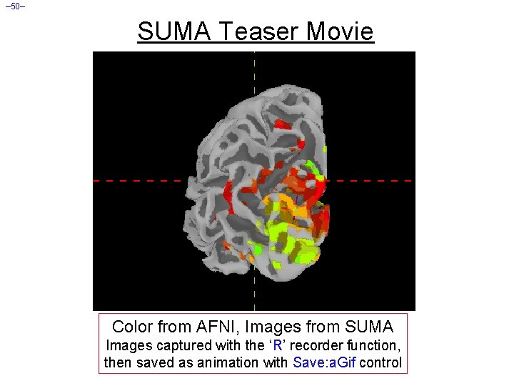 – 50– SUMA Teaser Movie Color from AFNI, Images from SUMA Images captured with