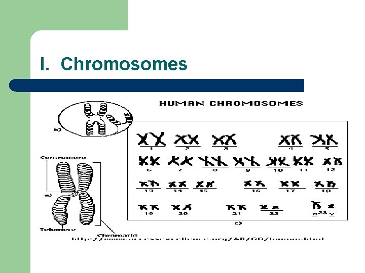 I. Chromosomes 