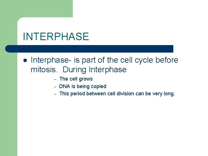 INTERPHASE l Interphase- is part of the cell cycle before mitosis. During Interphase The