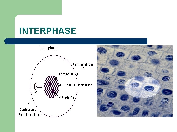 INTERPHASE 