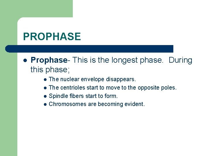 PROPHASE l Prophase- This is the longest phase. During this phase; l l The