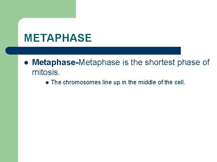 METAPHASE l Metaphase-Metaphase is the shortest phase of mitosis. l The chromosomes line up