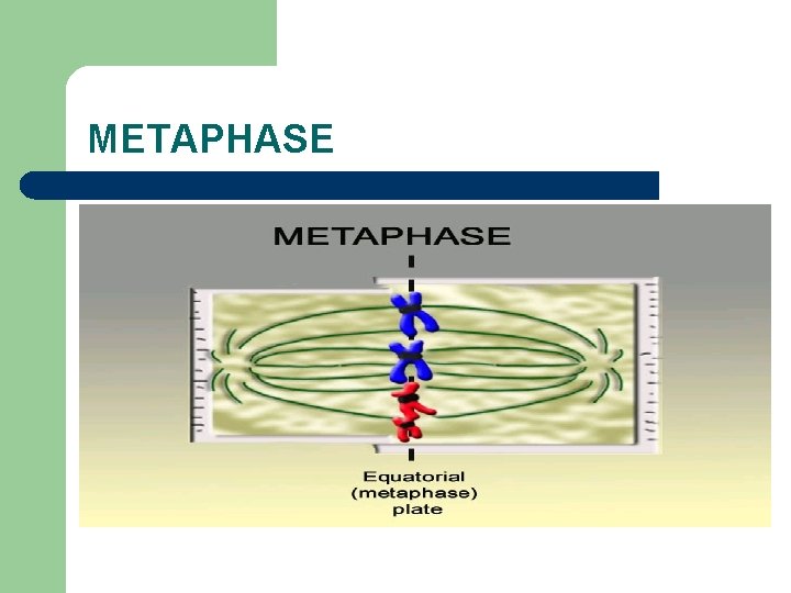 METAPHASE 