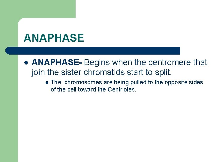 ANAPHASE l ANAPHASE- Begins when the centromere that join the sister chromatids start to
