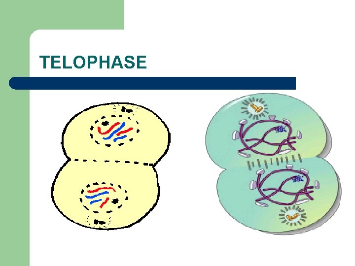 TELOPHASE 
