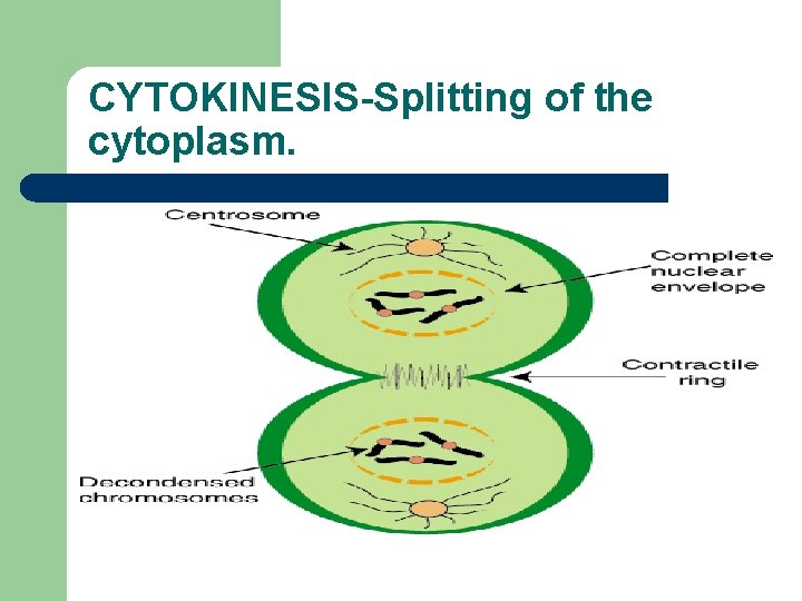 CYTOKINESIS-Splitting of the cytoplasm. 