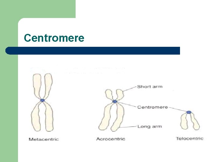 Centromere 