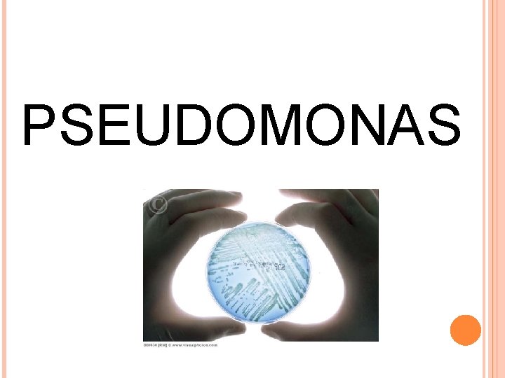 PSEUDOMONAS 