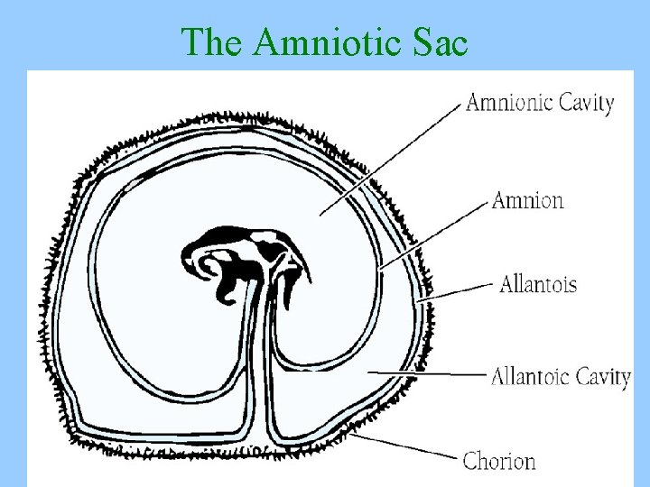 The Amniotic Sac 