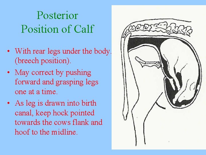 Posterior Position of Calf • With rear legs under the body. (breech position). •