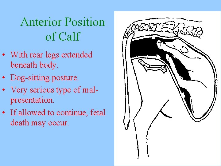 Anterior Position of Calf • With rear legs extended beneath body. • Dog-sitting posture.