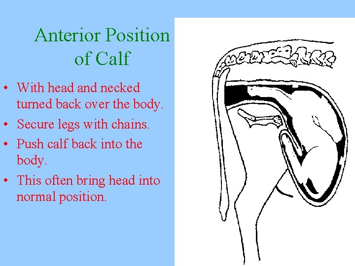 Anterior Position of Calf • With head and necked turned back over the body.