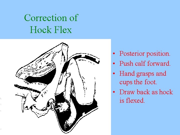 Correction of Hock Flex • Posterior position. • Push calf forward. • Hand grasps