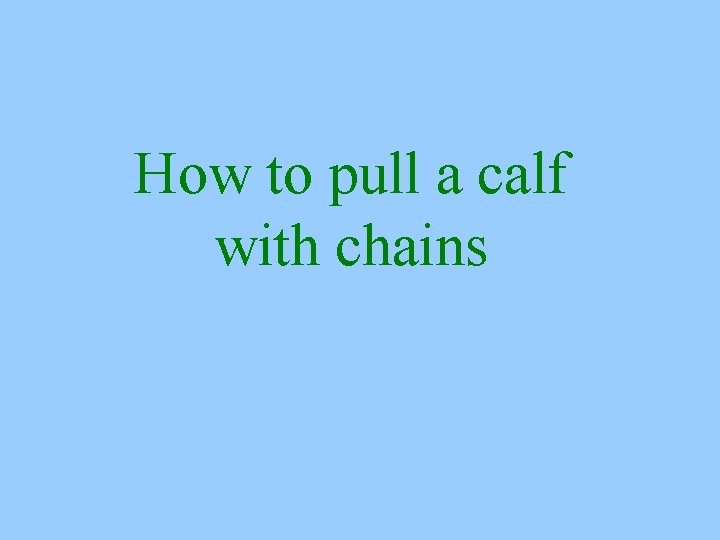 How to pull a calf with chains 