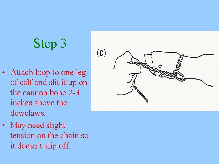 Step 3 • Attach loop to one leg of calf and slit it up