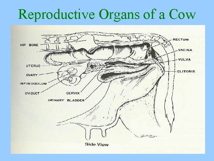 Reproductive Organs of a Cow 