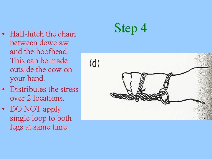  • Half-hitch the chain between dewclaw and the hoofhead. This can be made