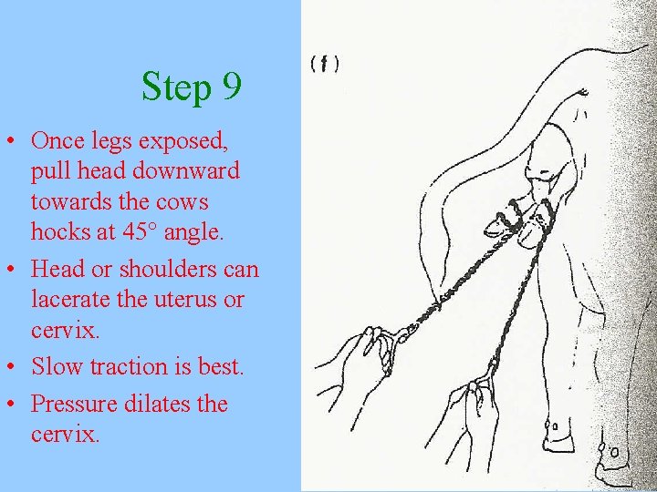 Step 9 • Once legs exposed, pull head downward towards the cows hocks at
