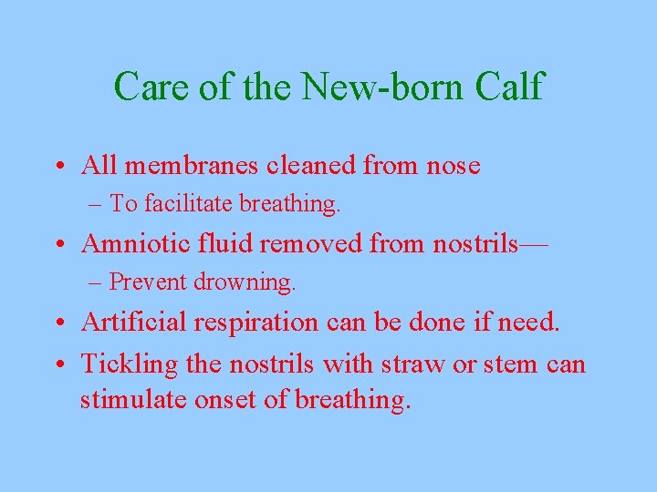 Care of the New-born Calf • All membranes cleaned from nose – To facilitate