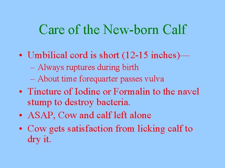Care of the New-born Calf • Umbilical cord is short (12 -15 inches)— –