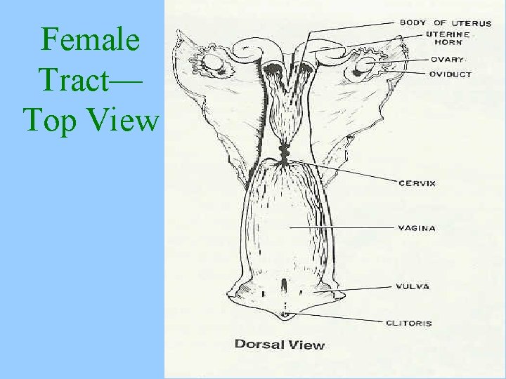 Female Tract— Top View 