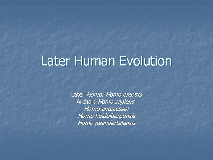 Later Human Evolution Later Homo: Homo erectus Archaic Homo sapiens: Homo antecessor Homo heidelbergensis